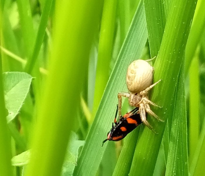 ARAIGNEE CRABE  dévorant un cercope. (Insecte hémiptère suceur de sève des plantes ligneuses ou herbacées). Photo 5. PASCAL GOUHIER